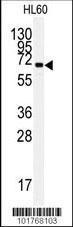 Anti-HSPA13 Rabbit Polyclonal Antibody (AP (Alkaline Phosphatase))