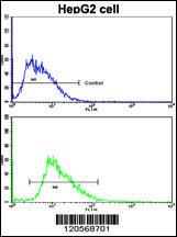 Anti-Laminin, beta 2 Rabbit Polyclonal Antibody (APC (Allophycocyanin))