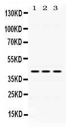 Anti-DHODH Rabbit Polyclonal Antibody