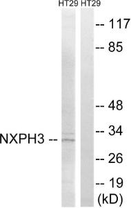 Western blot analysis of lysates from HT-29 cells using Anti-NXPH3 Antibody. The right hand lane represents a negative control, where the antibody is blocked by the immunising peptide