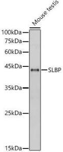 Western blot analysis of Mouse testis, using Anti-SLBP Antibody (A308103) at 1:1000 dilution. The secondary Antibody was Goat Anti-Rabbit IgG H&L Antibody (HRP) at 1:10000 dilution. Lysates/proteins were present at 25 µg per lane