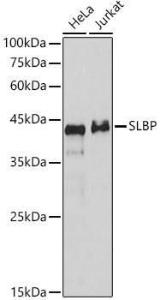 Western blot analysis of various lysates, using Anti-SLBP Antibody (A308103) at 1:1000 dilution. The secondary Antibody was Goat Anti-Rabbit IgG H&L Antibody (HRP) at 1:10000 dilution. Lysates/proteins were present at 25 µg per lane