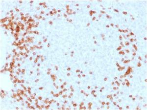 Immunohistochemical analysis of formalin-fixed, paraffin-embedded human spleen using Anti-CD3 epsilon Antibody [C3e/1931]