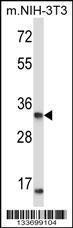 Anti-XPA Rabbit Polyclonal Antibody (FITC (Fluorescein Isothiocyanate))