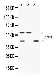 Anti-E2F4 Rabbit Polyclonal Antibody