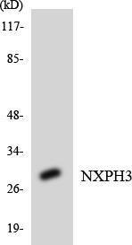 Western blot analysis of the lysates from HepG2 cells using Anti-NXPH3 Antibody