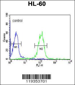 Anti-GZMB Rabbit Polyclonal Antibody