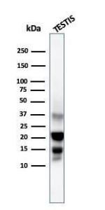 Western blot analysis of testis tissue lysate using Anti-DAZL Antibody [DAZL/4253]