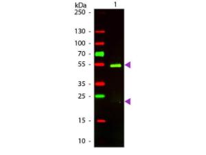 Anti-IgG Rabbit polyclonal antibody (Texas Red®)