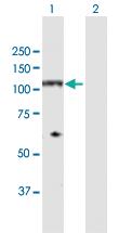 Anti-NDST4 Rabbit Polyclonal Antibody