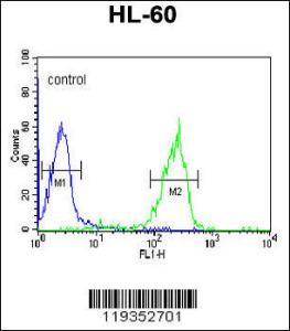 Anti-GZMB Rabbit Polyclonal Antibody