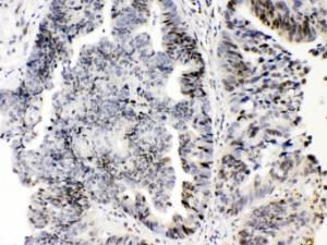 Anti-E2F4 Rabbit Polyclonal Antibody