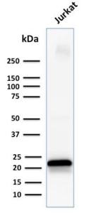 Western blot analysis of human Jurkat cell lysate using Anti-CD3 epsilon Antibody [C3e/1931]