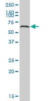 Anti-ATP6AP1 Mouse Polyclonal Antibody