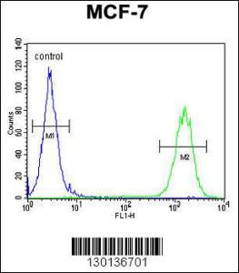 Anti-CTDSPL2 Rabbit Polyclonal Antibody (APC (Allophycocyanin))