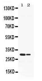 Anti-Elastase/ELANE/ELA2 Rabbit Polyclonal Antibody