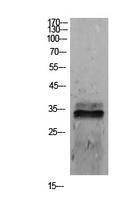 Western blot analysis of extracts from 293 cells using Anti-SDC1 Antibody