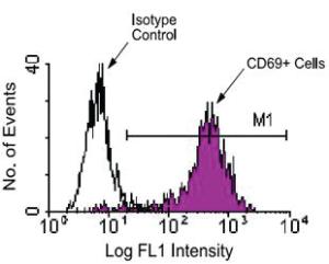 Anti-CD69 Hamster Monoclonal Antibody (PE (Phycoerythrin)) [clone: H1.2F3]