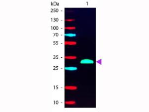 Anti-IgG Goat polyclonal antibody (RPE (R-Phycoerythrin))