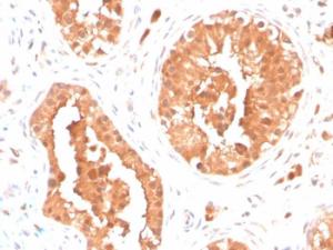 Immunohistochemical analysis of formalin-fixed, paraffin-embedded human testis using Anti-DAZL Antibody [DAZL/4253]