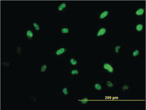 Anti-ISL1 Mouse Monoclonal Antibody [clone: 2E7]