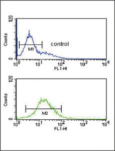 Anti-Granzyme M Rabbit Polyclonal Antibody