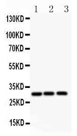 Anti-ATF1 Polyclonal Antibody