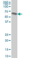 Anti-ATP6AP1 Mouse Monoclonal Antibody [clone: 3A2]