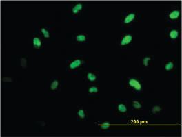 Anti-ISL1 Mouse Monoclonal Antibody [clone: 2E7]