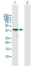 Anti-AIFM2 Rabbit Polyclonal Antibody