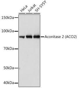 Western blot analysis of extracts of various cell lines, using Anti-Aconitase 2 Antibody [ARC1072] (A306968) at 1:1,000 dilution. The secondary antibody was Goat Anti-Rabbit IgG H&L Antibody (HRP) at 1:10,000 dilution.