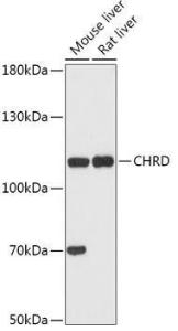 Antibody A308105-100 100 µl