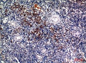 Immunohistochemical analysis of paraffin-embedded human tonsils using Anti-SDC1 Antibody