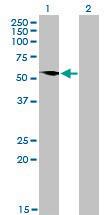 Anti-G3BP1 Mouse monoclonal antibody [clone: 2F3]