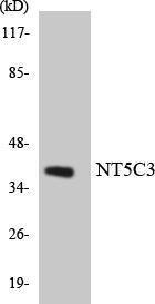 Western blot analysis of the lysates from 293 cells using Anti-NT5C3 Antibody