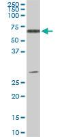 Anti-ATP6AP1 Mouse Monoclonal Antibody [clone: 3A2]