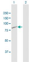 Anti-RASGRP2 Rabbit Polyclonal Antibody