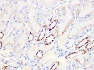 Immunohistochemistry analysis of paraffin-embedded rat kidney using Anti-Aconitase 2 Antibody [ARC1072] (A306968) at a dilution of 1:100 (40x lens). Perform microwave antigen retrieval with 10 mM PBS buffer pH 7.2 before commencing with IHC staining protocol.