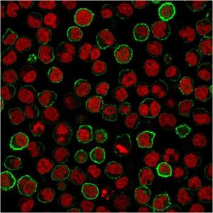 Immunofluorescent analysis of Raji cells stained with Anti-CD20 Antibody [MS4A1/3411] followed by Goat Anti-Mouse IgG (CF&#174; 488) (Green) Nuclei are stained with RedDot