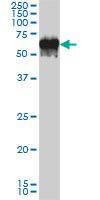 Anti-G3BP1 Mouse monoclonal antibody [clone: 2F3]