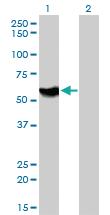 Anti-ATP6AP1 Mouse Monoclonal Antibody [clone: 3A2]