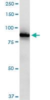 Anti-RASGRP2 Rabbit Polyclonal Antibody