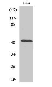 Western blot analysis of various cells using Anti-SCTR Antibody