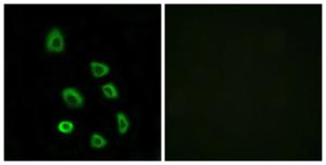 Immunofluorescence analysis of HUVEC cells using Anti-OR5K1 Antibody. The right hand panel represents a negative control, where the antibody was pre-incubated with the immunising peptide