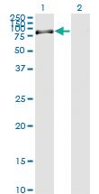 Anti-RASGRP2 Mouse Monoclonal Antibody [clone: 3D8]