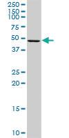 Anti-AIFM2 Rabbit Polyclonal Antibody