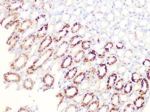 Immunohistochemistry analysis of paraffin-embedded mouse kidney using Anti-Aconitase 2 Antibody [ARC1072] (A306968) at a dilution of 1:100 (40x lens). Perform microwave antigen retrieval with 10 mM PBS buffer pH 7.2 before commencing with IHC staining protocol.