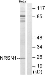 Western blot analysis of lysates from HeLa cells using Anti-NRSN1 Antibody. The right hand lane represents a negative control, where the antibody is blocked by the immunising peptide.