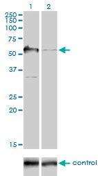 Anti-G3BP1 Mouse monoclonal antibody [clone: 2F3]