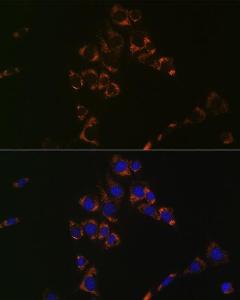 Immunofluorescence analysis of NIH-3T3 cells using Anti-Aconitase 2 Antibody [ARC1072] (A306968) at a dilution of 1:100 (40x lens). DAPI was used to stain the cell nuclei (blue).